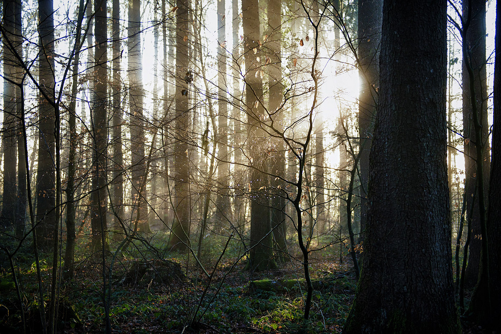 Morning Forest