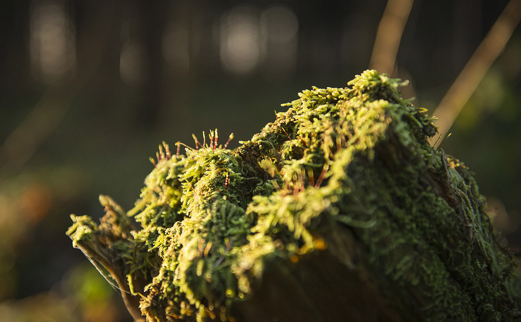 Morning Forest